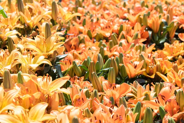 Orange spring flowers - Asiatic Lilies — Stock Photo, Image