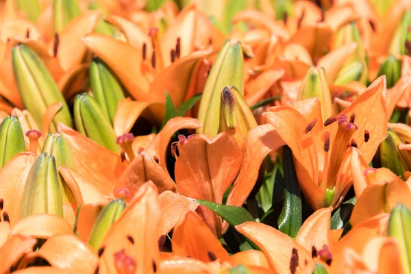 オレンジ色の春の花 - アジアユリ — ストック写真