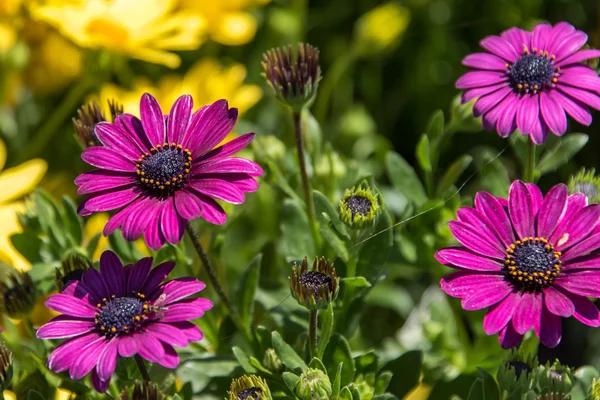 Fleurs printanières pourpres et jaunes - marguerites — Photo