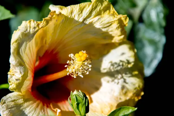 ピンクと黄色の春の花 - ハイビスカス — ストック写真