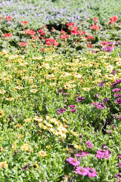 紫と黄色の春の花 - ヒナギク — ストック写真