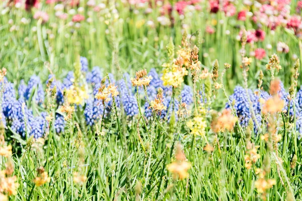 Fältet av lila, gula och röda våren vilda blommor — Stockfoto