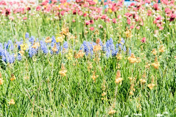 Fältet av lila, gula och röda våren vilda blommor — Stockfoto