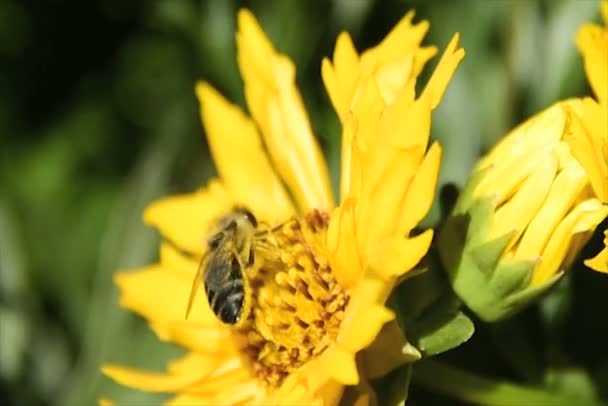 Abeja polinizando una margarita amarilla de primavera — Vídeos de Stock