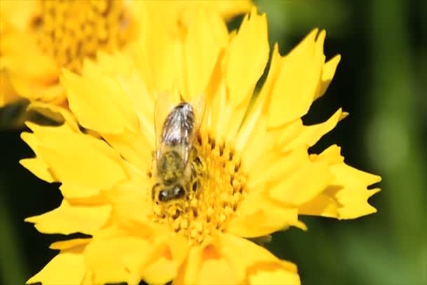 Бджола запилює жовту весняну ромашку — стокове відео