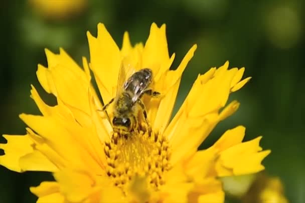 Abeille pollinisant une marguerite jaune printanière — Video