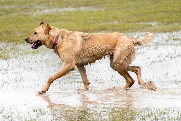 Hund spielt in überflutetem Hundepark — Stockfoto