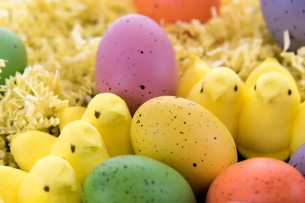 Ovos de Páscoa coloridos e pintos amarelos — Fotografia de Stock