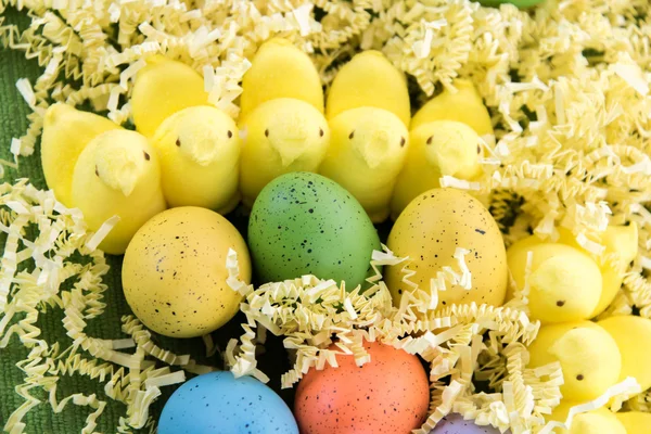 Ovos de Páscoa coloridos e pintos amarelos — Fotografia de Stock