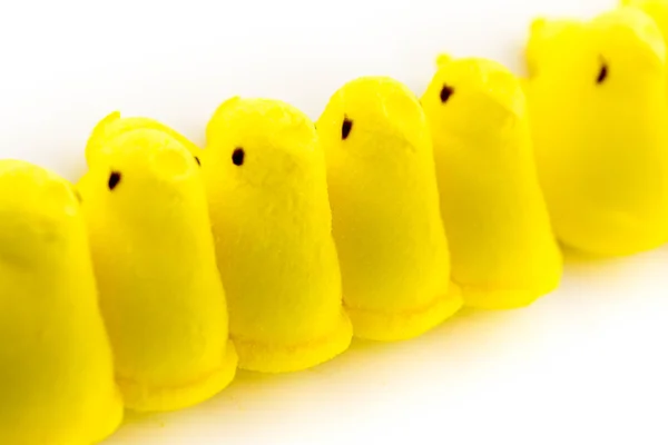 Amarillo pollitos de Pascua — Foto de Stock