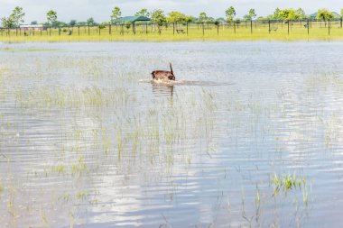 30 Mayıs 2015 - Beverly Kaufman köpek Park, Katy, Tx: oynayan köpekler 