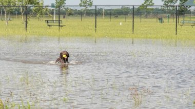 30 Mayıs 2015 - Beverly Kaufman köpek Park, Katy, Tx: oynayan köpekler 