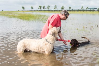 30 Mayıs 2015 - Beverly Kaufman köpek Park, Katy, Tx: insan ve köpek 