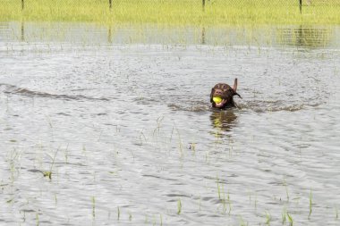 30 Mayıs 2015 - Beverly Kaufman köpek Park, Katy, Tx: oynayan köpekler 