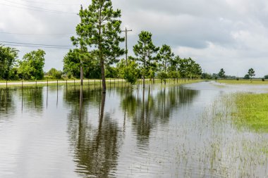 30 Mayıs 2015 - Beverly Kaufman köpek Park, Katy, Tx: Ayakta floo