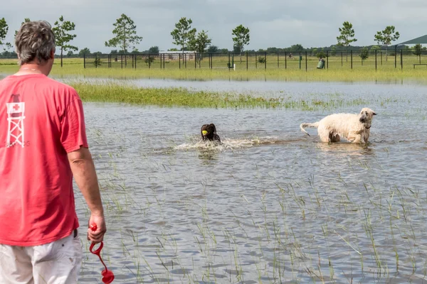 May 30, 2015 - Beverly Kaufman Dog Park, Katy, TX: man and dogs