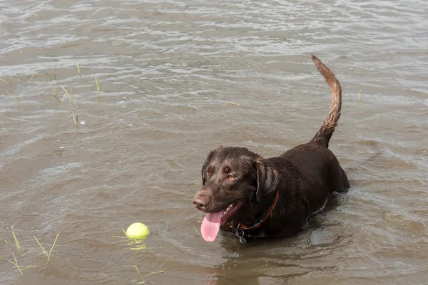 30. mai 2015 - beverly kaufman dog park, katy, tx: hunde spielen — Stockfoto