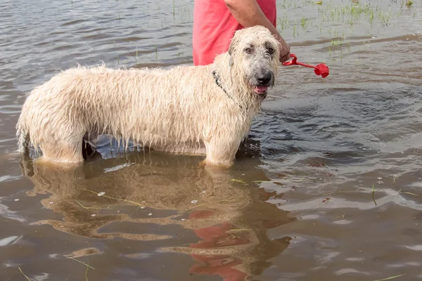 30. mai 2015 - beverly kaufman dog park, katy, tx: mann und hunde — Stockfoto