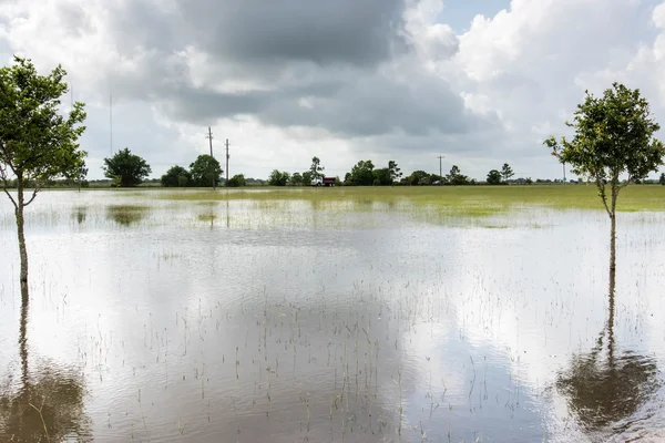 30 de mayo de 2015 - Beverly Kaufman Dog Park, Katy, TX: De pie floo — Foto de Stock