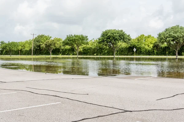 May 30, 2015 - Beverly Kaufman Dog Park, Katy, TX: Standing floo — Stock Photo, Image