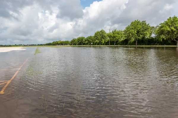 May 30, 2015 - Beverly Kaufman Dog Park, Katy, TX: Standing floo — Stock Photo, Image