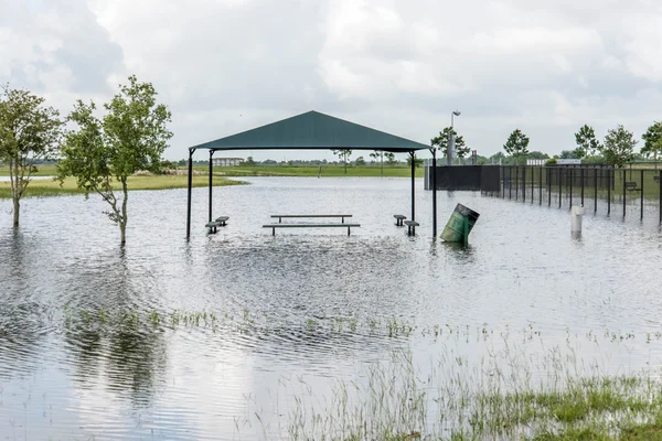 May 30, 2015 - Beverly Kaufman Dog Park, Katy, TX: Standing floo — Stock Photo, Image