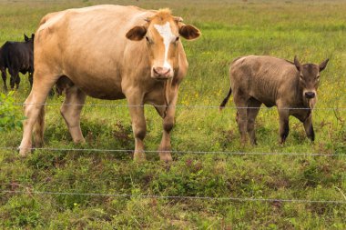 İnekler gür yeşil arazide