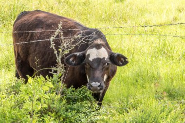 İnekler gür yeşil arazide