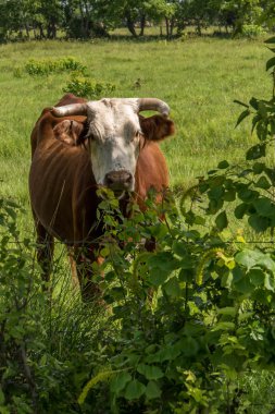 İnekler gür yeşil arazide