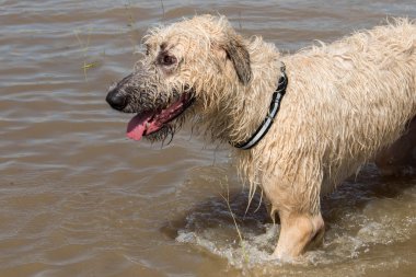 Yüksek su işareti Houston Texas sel suları takip