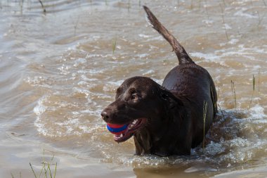 31 Mayıs 2015 - Beverly Kaufman köpek Park, Katy, Tx: oynayan köpekler 