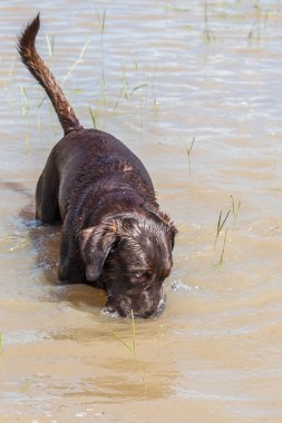 31 Mayıs 2015 - Beverly Kaufman köpek Park, Katy, Tx: oynayan köpekler 