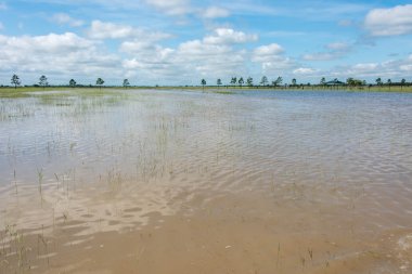 31 Mayıs 2015 - Beverly Kaufman köpek Park, Katy, Tx: oynayan köpekler 