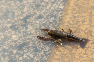 Houston Texas sular altında bir caddeden karşıya kerevit