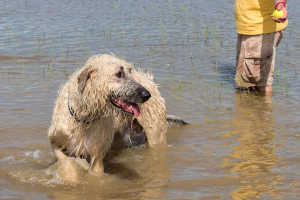 Hochwasserschild in Houston, Texas nach dem Hochwasser — Stockfoto