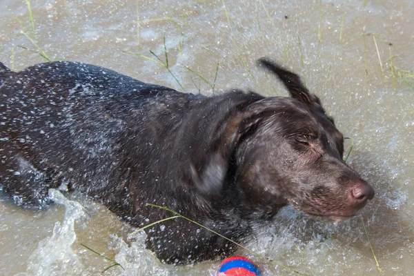 2015 年 5 月 31 日 - ビバリー ・ カウフマン ドッグラン、ケイティ, テキサス州: 犬の再生 — ストック写真