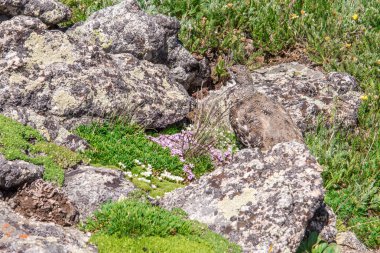 dağ manzara sahne yılında roc kamufle Ptarmigan ile