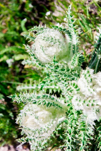 Feld mit weißen pelzigen Blüten — Stockfoto