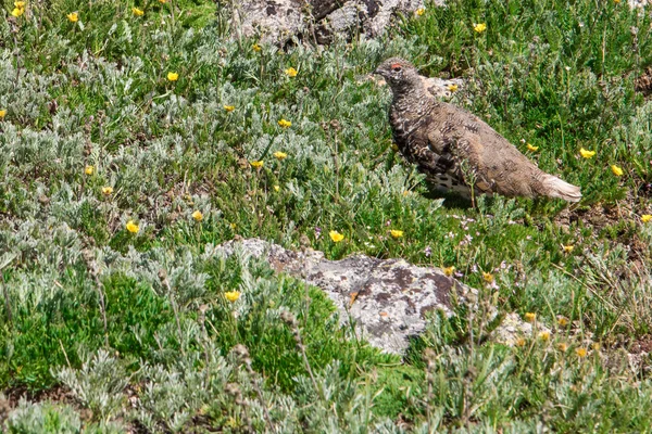 Landschap berglandschap met Ptarmigan gecamoufleerd in het roc — Stockfoto