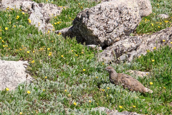 Landschap berglandschap met Ptarmigan gecamoufleerd in het roc — Stockfoto