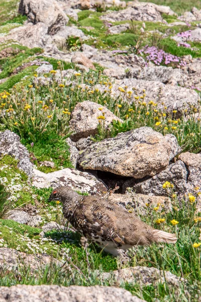 Landschap berglandschap met Ptarmigan gecamoufleerd in het roc — Stockfoto