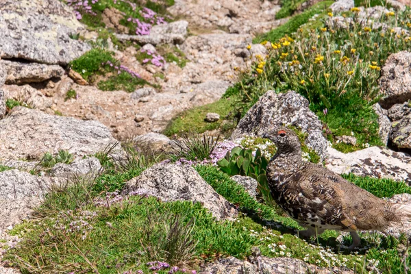 Landschap berglandschap met Ptarmigan gecamoufleerd in het roc — Stockfoto