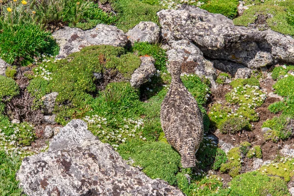 Górski krajobraz krajobrazy z Ptarmigan zakamuflowany w roc — Zdjęcie stockowe