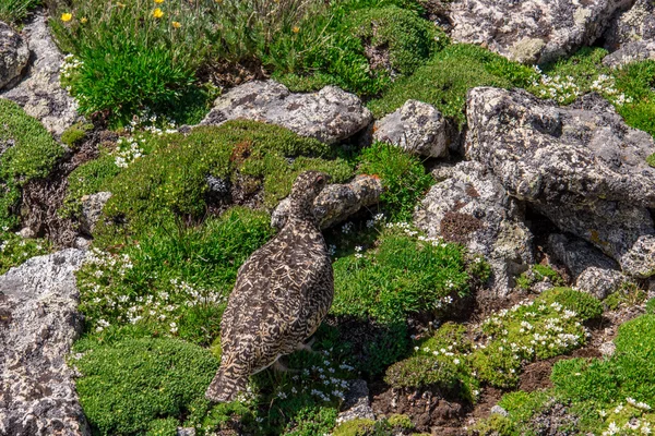 Landschap berglandschap met Ptarmigan gecamoufleerd in het roc — Stockfoto