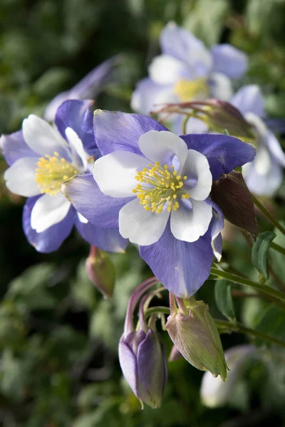 Fältet med Rocky Mountain blå Akleja blommor — Stockfoto