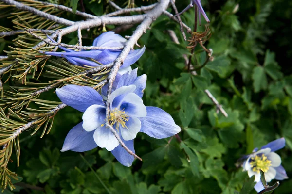Поле с голубыми колумбийскими цветами — стоковое фото