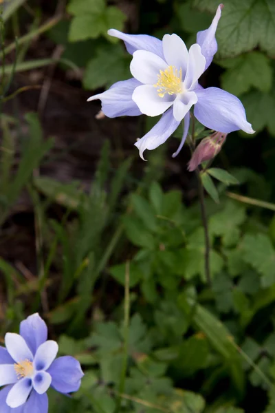 Feld mit felsigen, blauen Akelei-Blumen — Stockfoto