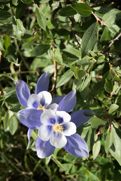 Fältet med Rocky Mountain blå Akleja blommor — Stockfoto