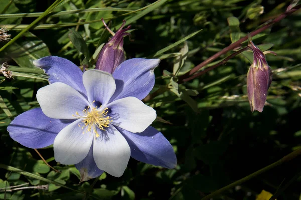 Pole s květinami columbine Rocky Mountain modrá — Stock fotografie