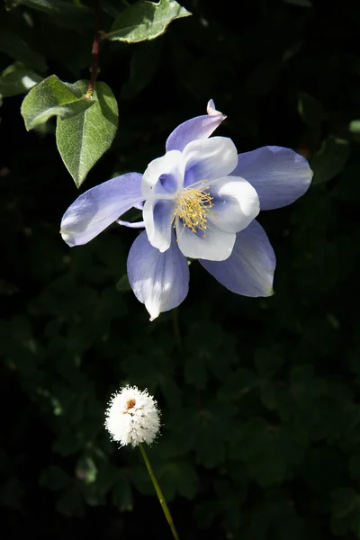 Fältet med Rocky Mountain blå Akleja blommor — Stockfoto